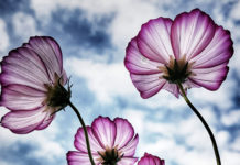 Der Gebrauch des Wortes „Imām“