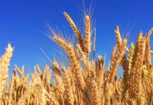 Freitagsansprache: Das Spenden