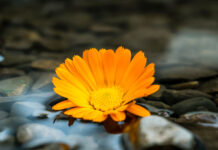 Freitagsansprache: Das Heiraten in Zeiten der Unwissenheit